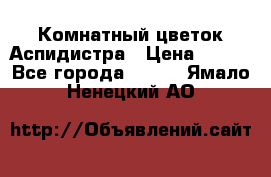 Комнатный цветок Аспидистра › Цена ­ 150 - Все города  »    . Ямало-Ненецкий АО